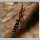 Perithous speculator - Schlupfwespe 02c 10mm-fdet03.jpg